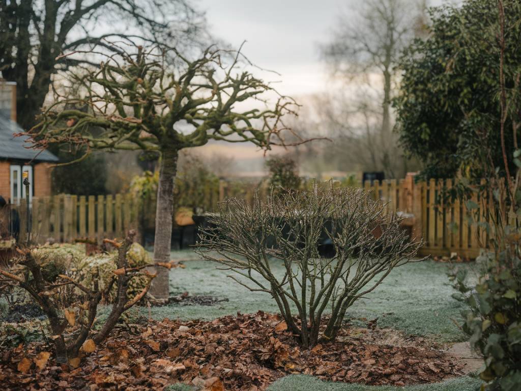 Winter Pruning: What Plants to Cut Back and When