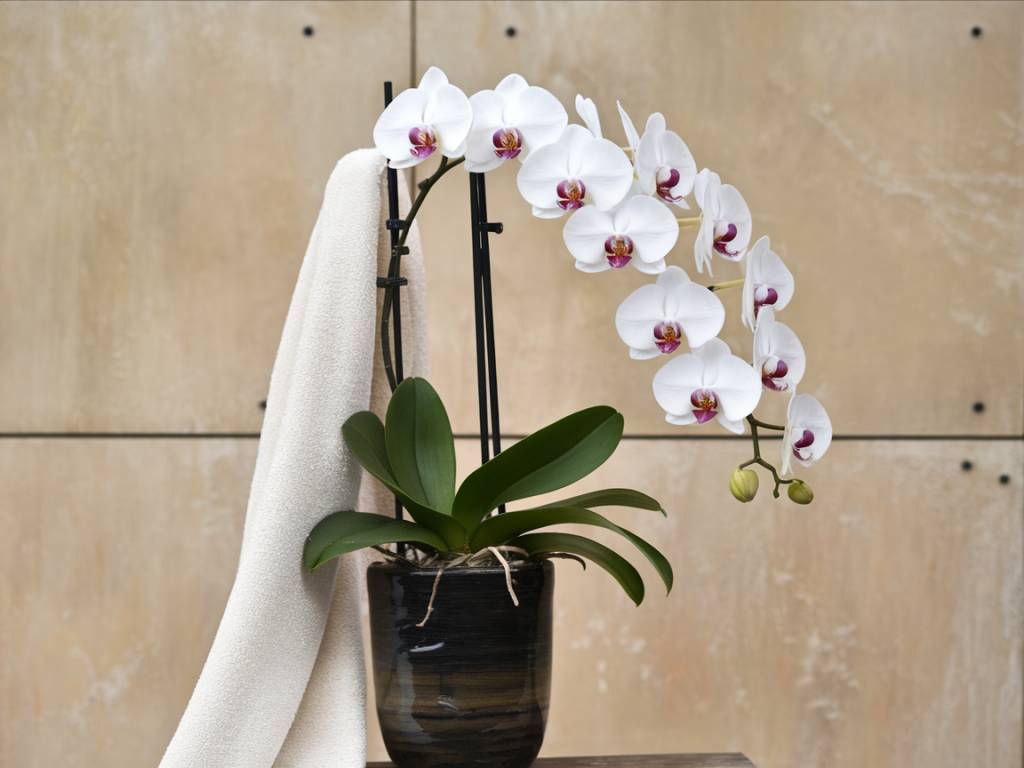 How to Care for Orchids: Tips for Long-Lasting Flowers